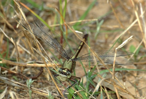 Male
1 Apr 2006  Early